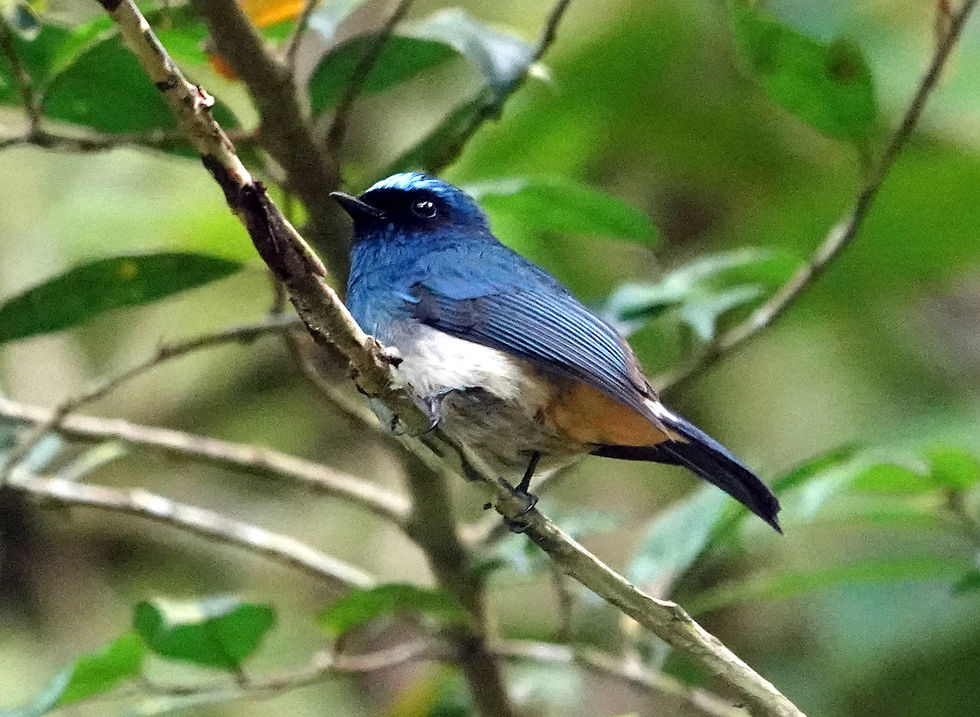 Indigo Flycatcher, Kinabalu National Park, Sabah. Photo by Denis Walls.
