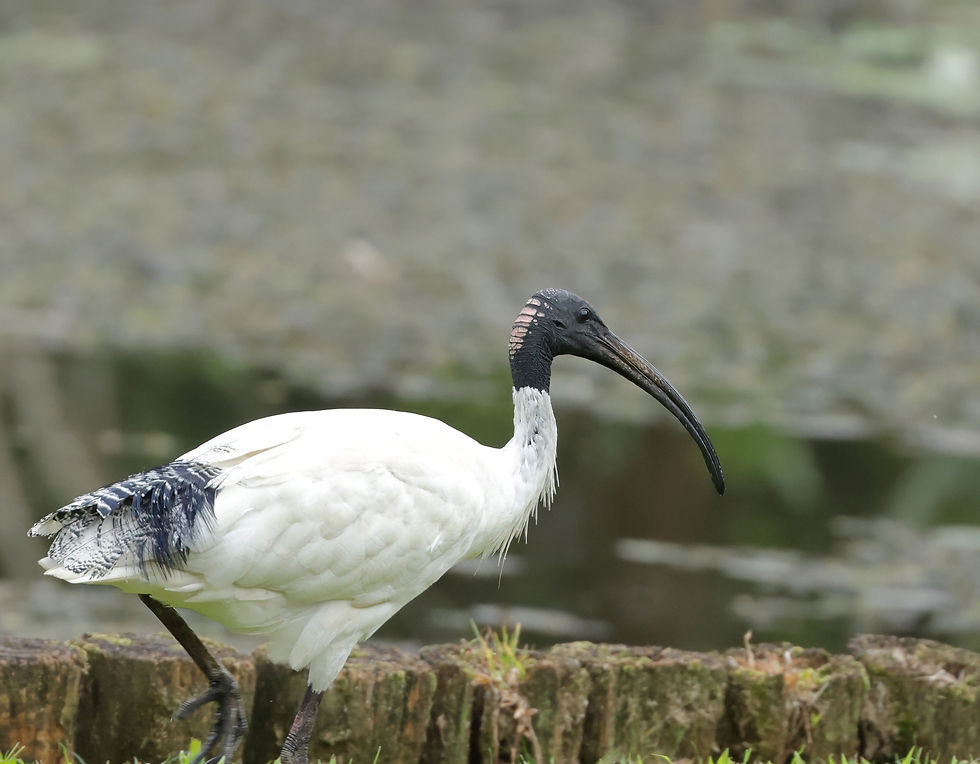 Australian White Ibis. Photo by Geoff Stapley.