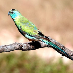 A weekend with the Golden-shouldered Parrots