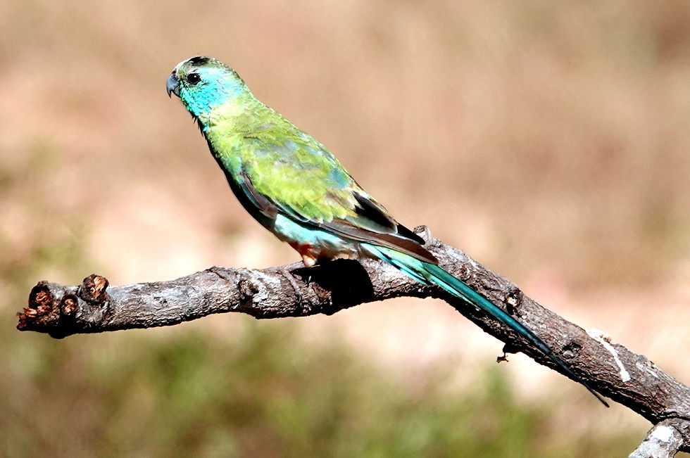 A weekend with the Golden-shouldered Parrots