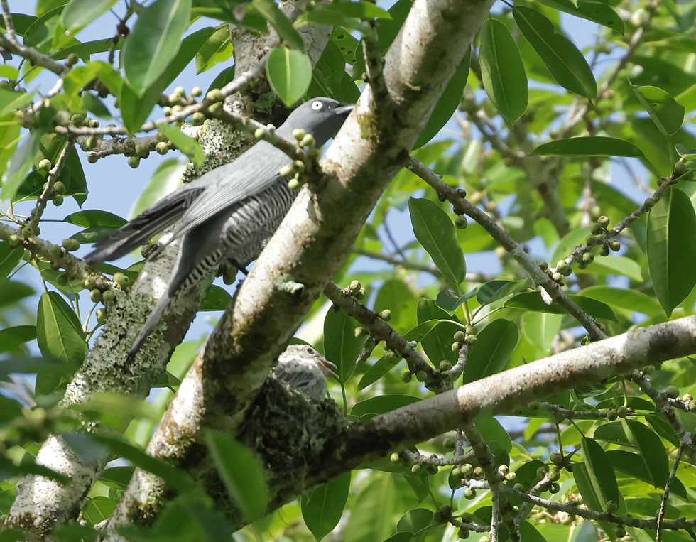 Thanks to a long lens, Barred Cuckooshrike at nest.