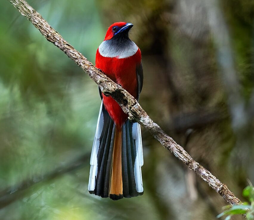 The stunning male Whitehead’s Trogon. Photographer anonymous.