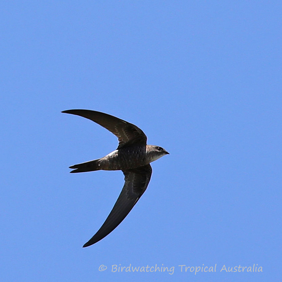 Pacific (aka Fork-tailed) Swift: January 2019. Image by Doug Herrington (Birdwatching Tropical Australia).