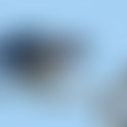 Amazing wet season visit to Iron Range National Park