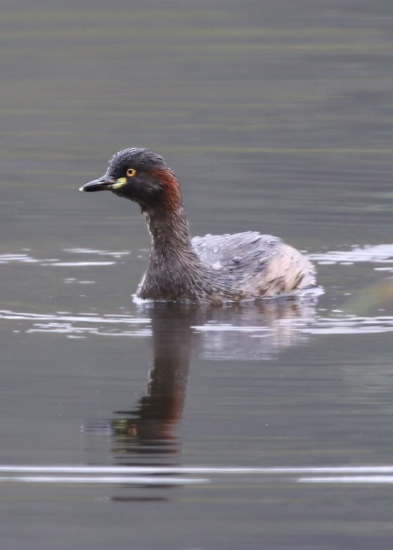 Australasian Grebe demonstrating the incredible waterproofing of their feathers. Photo by Sandy Ozols.