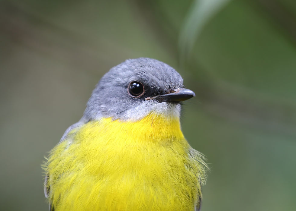 Closeup of an inquisitive Eastern Yellow Robin. Photo by Sandy Ozols.