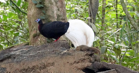 Bornean banter and birds: Part 2