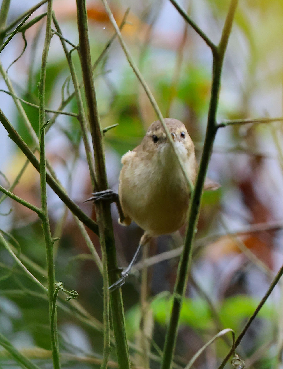 Australian Reed-Warbler side view, among the reeds. Photo by Peter Valentine.