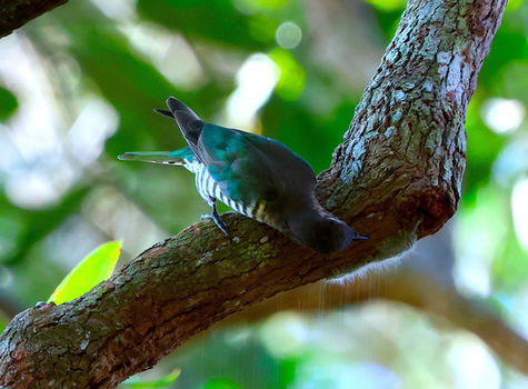 Hasties Swamp monthly bird survey: February and March 2025