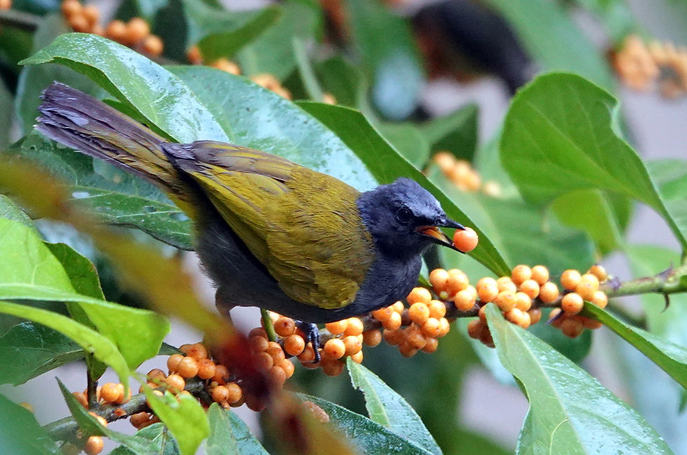 Grey-bellied Bulbul, Danum Valley, Sabah. Photo by Denis Walls.