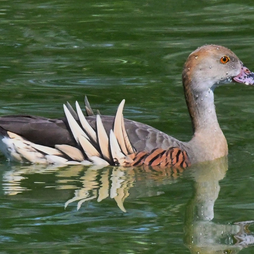 Hasties Swamp bird survey