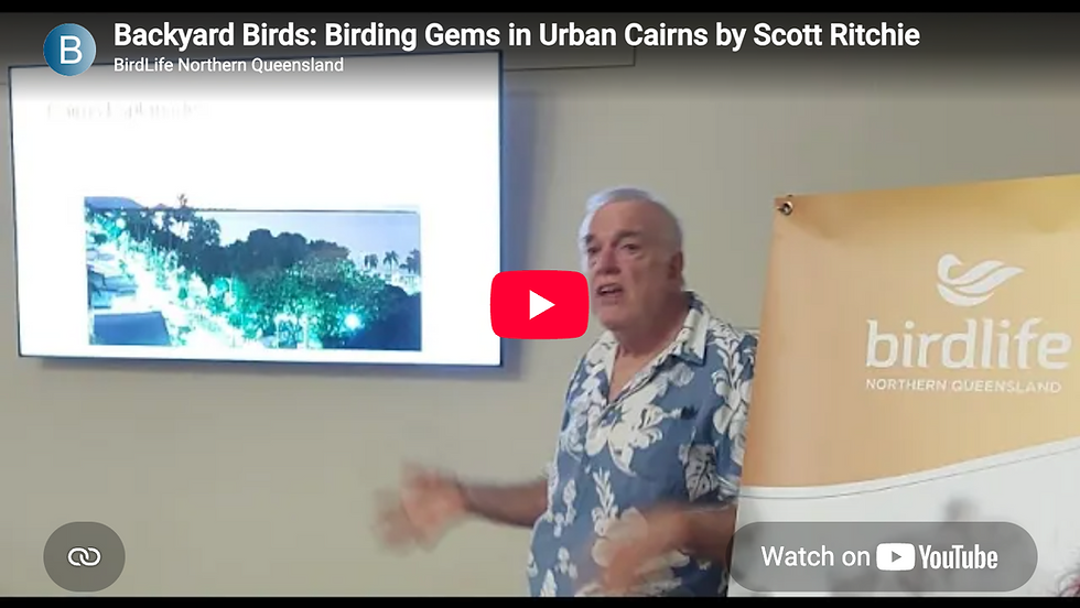 Backyard birds: Birding gems in urban Cairns