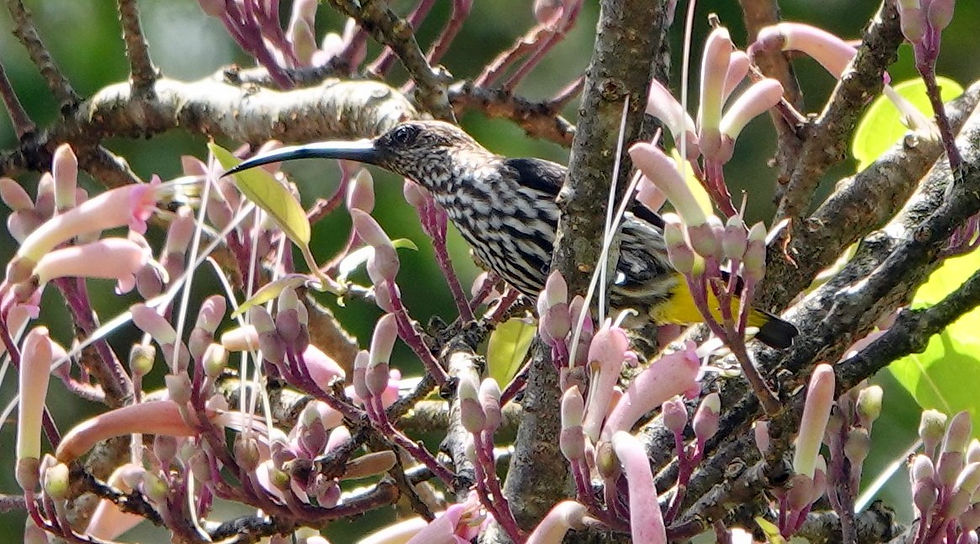 Probable Grey-breasted Spiderhunter. Photographer anonymous.