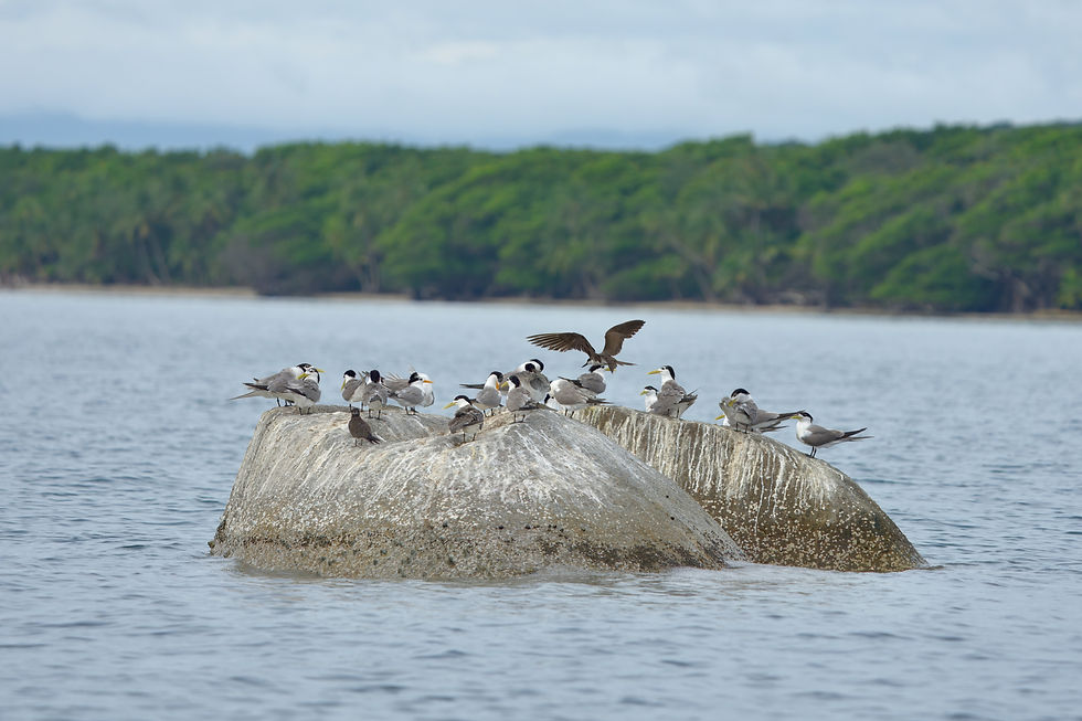 Lesser, Greater and Bridled Terns offshore from Chilli Beach. Photo © Grant Batterham.