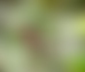 Bornean banter and birds: Part 1