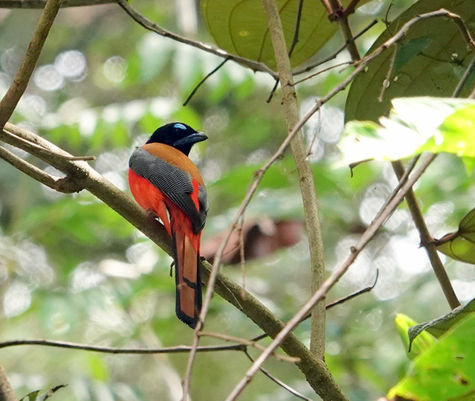 Bornean banter and birds: Part 1