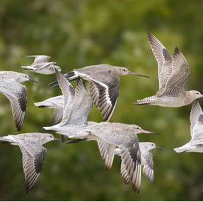Cairns and the new National Directory of Important Migratory Shorebird Habitat