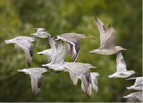 Cairns and the new National Directory of Important Migratory Shorebird Habitat