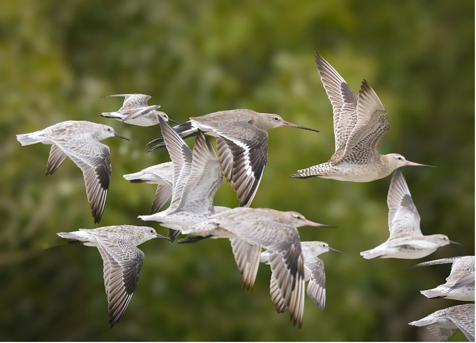 Cairns and the new National Directory of Important Migratory Shorebird Habitat