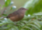 Little Shrike-thrush. File Photo taken elsewhere on the Tablelands by Barry Deacon.