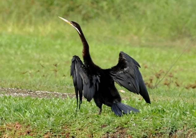 A distant male Australasian Darter drying its wings. Photo by Geoff Stapley.