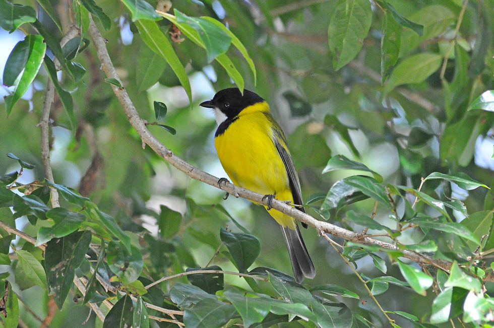 File photo: Golden Whistler, Maroochydore Wetland, Maroochydore, Qld. Photo by Jennifer H Muir.