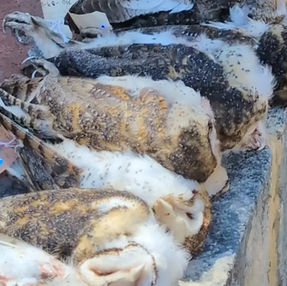 Emergency conservation action for owl survival