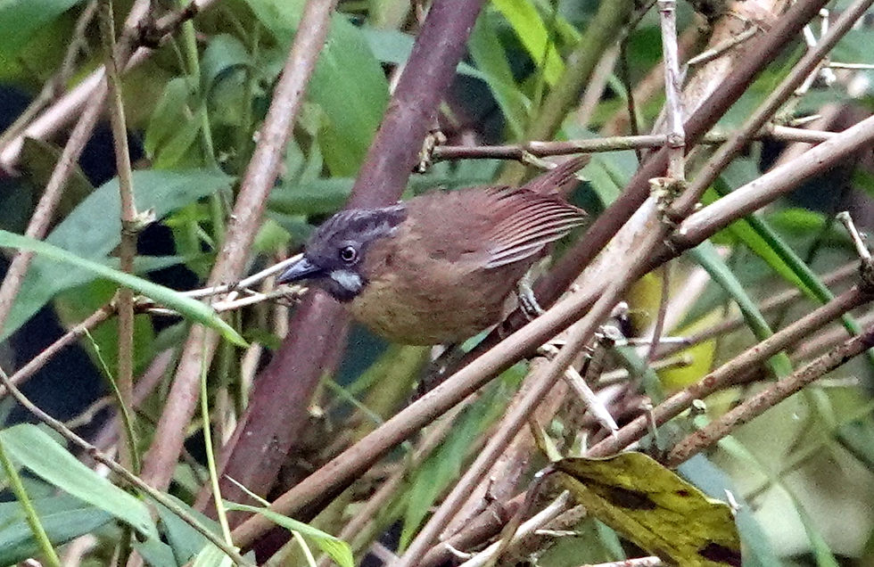 Grey-throated Babbler, Kinabalu National Park, Sabah. Photo by Denis Walls.