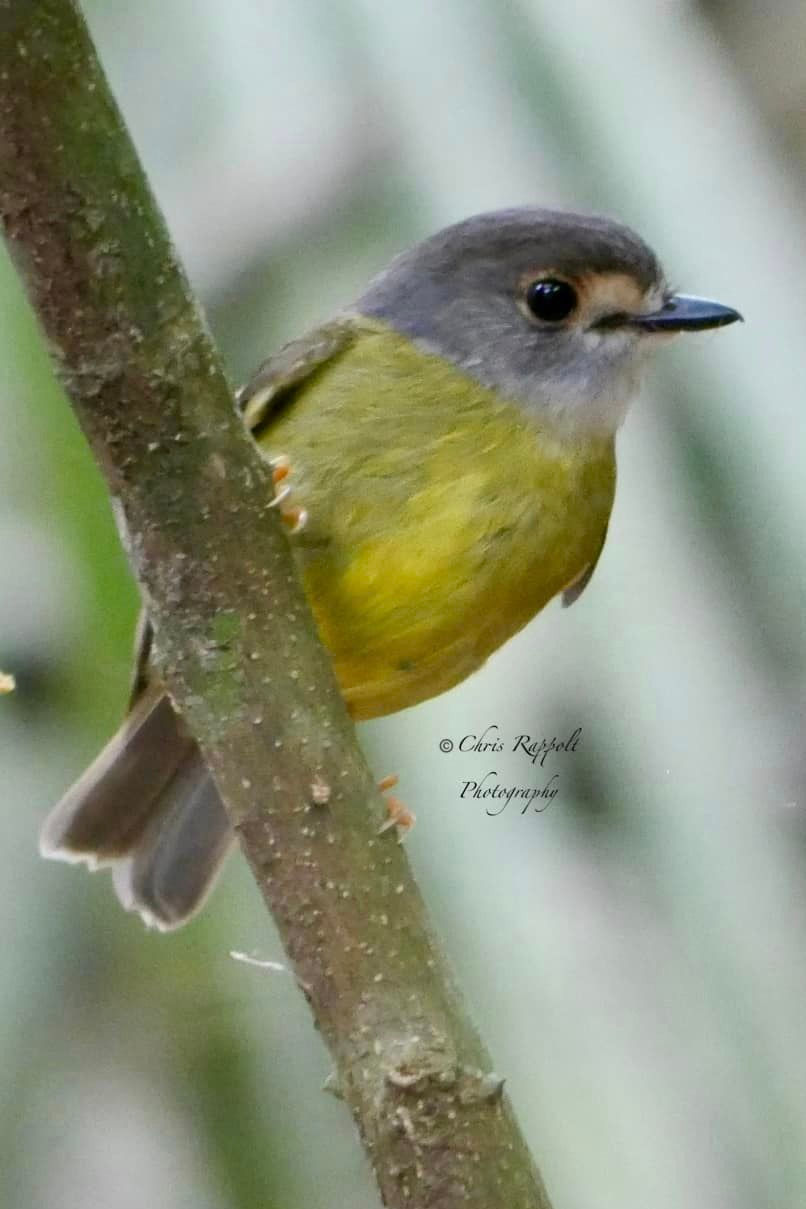 The attractive little Pale-yellow Robin. Photo by Chris Rappolt.