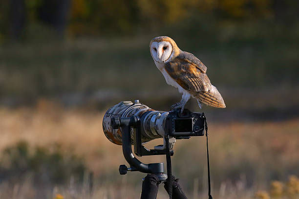 BirdLife Photography Code of Ethics