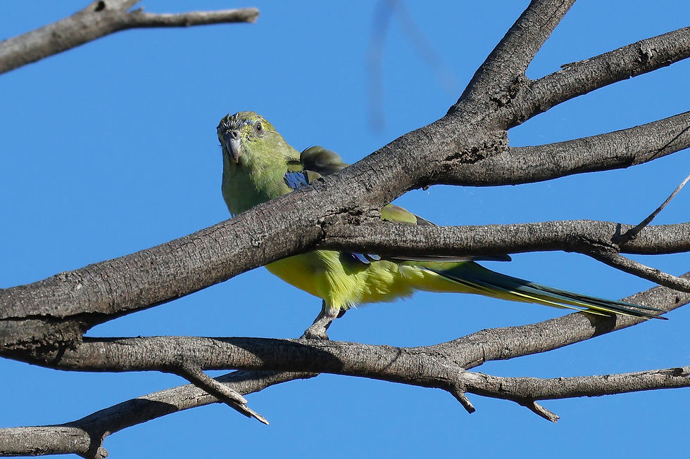 Blue-winged Parrot and those tree branches. Photo by Rex Whitehead.