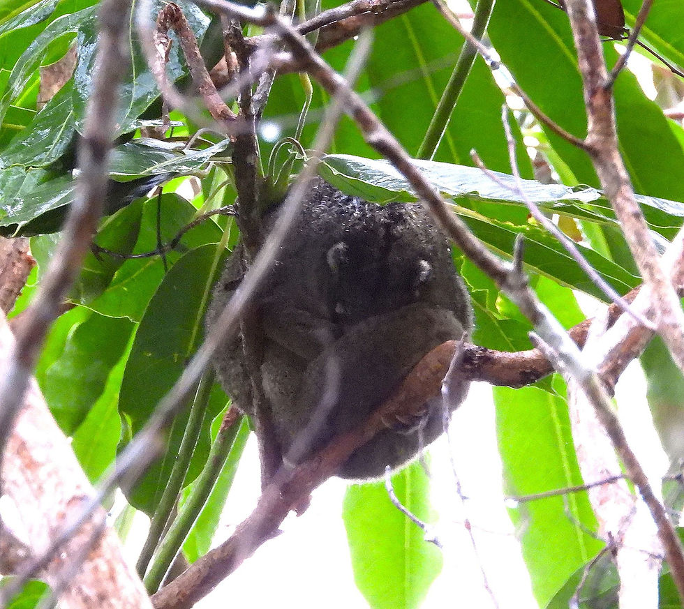 Green Ring-tailed Possum, a curled-up ball of fluff in the rain. Photo by Louise Baume.