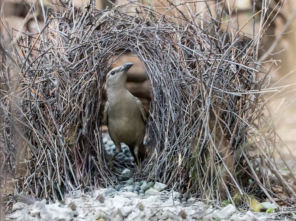 Recent literature about north Queensland birds – June 2026