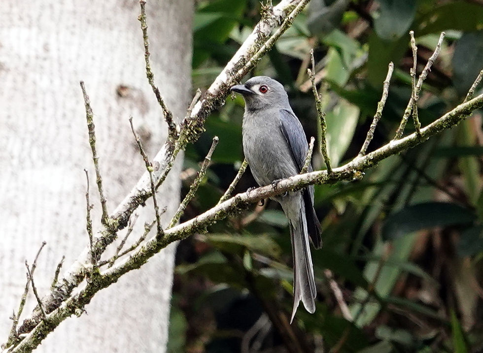 Ashy Drongo, Kinabalu National Park, Sabah. Photo by Denis Walls.