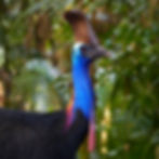 Cassowary and KBA Citizen Science Birding Weekend