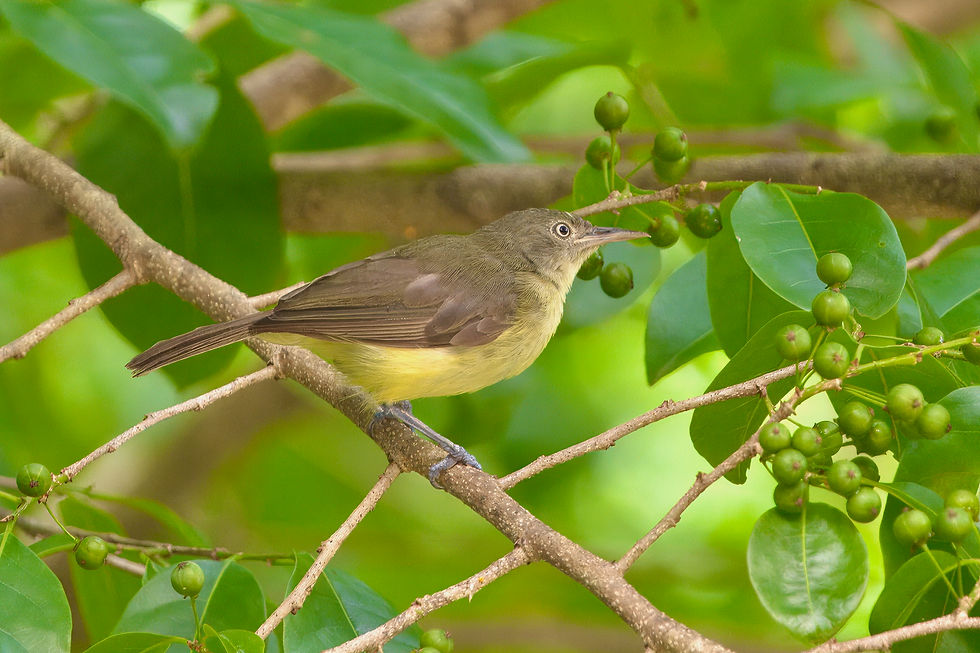 Green-backed Honeyeater. Photo © Grant Batterham.