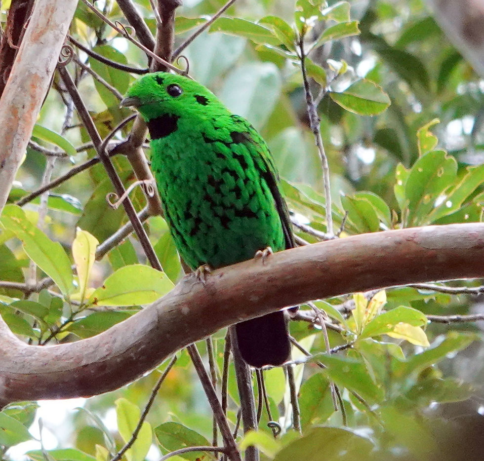 Whitehead’s Broadbill. Photo by Denis Walls.