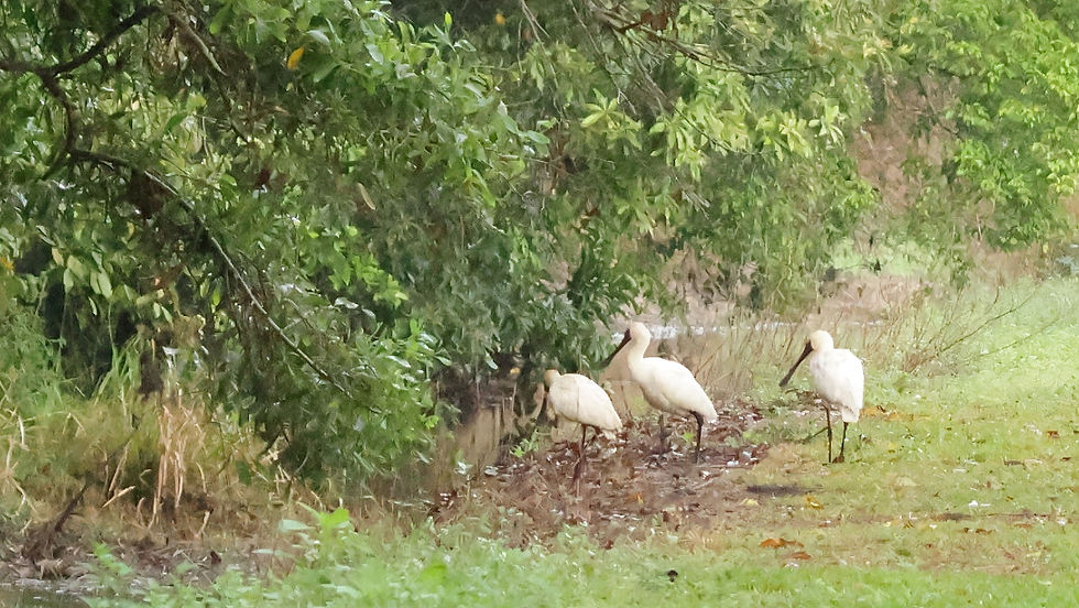 The three Royal Spoonbills. Photo by Geoff Stapley.