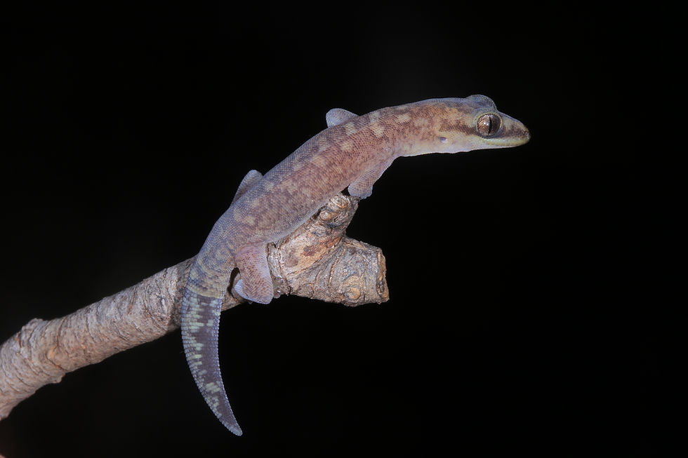 <p class="font_9">Vertebrate fauna of Percy Isles</p>