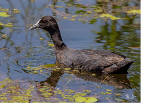 A Eurasian Coot: it was good to see a group of them. Photo by Mary Brook.