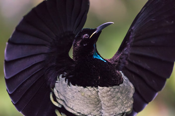 Victoria’s Riflebird