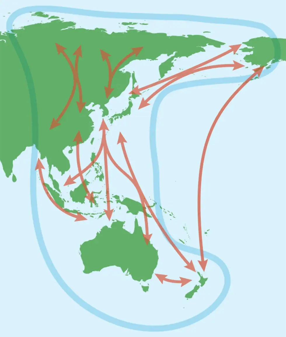 The East Asian–Australasian Flyway connects Australia to breeding grounds in the northern hemisphere. Migratory shorebirds travel thousands of kilometres each year to reach sites like Cairns. (Fuller et al. (2019), “Migratory shorebirds of Moreton Bay,” The Moreton Bay Foundation.
