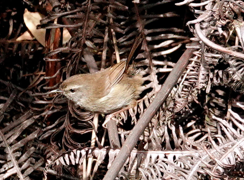 Sunda Bush Warbler, Kinabalu National Park, Sabah. Photo by Denis Walls.