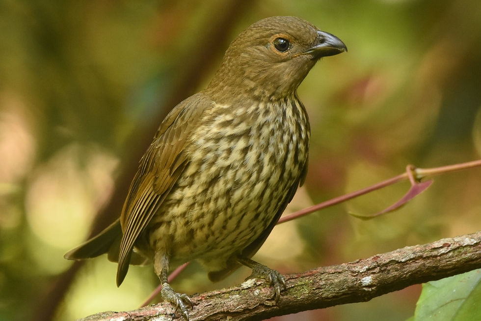 Cliff Frith shares the latest Tooth-billed Bowerbird amazing story