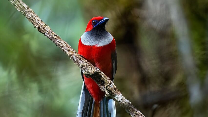 Bornean Banter and Birds: Part 3 - Kinabalu National Park