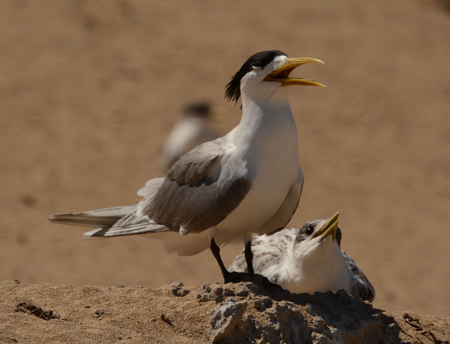 Greater crested tern and chick. Photo by Peter Valentine.