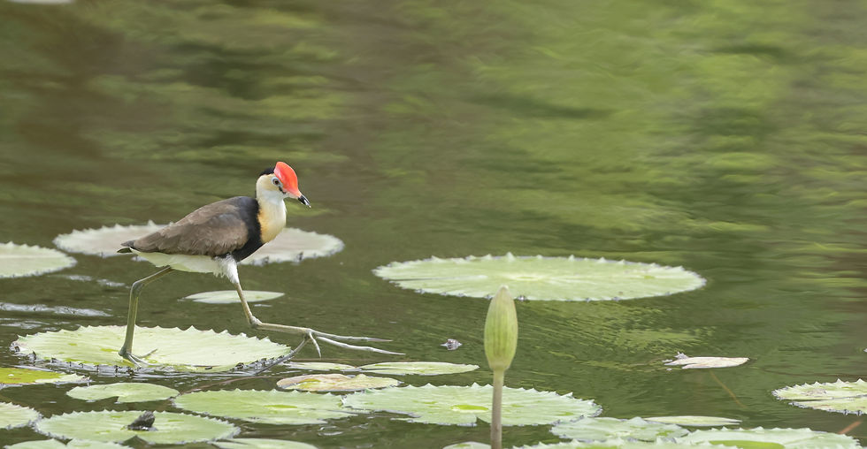 Comb-crested Jacana striding its way across the water lilies. Photo by Geoff Stapley.