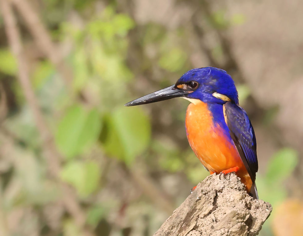Azure Kingfisher. Photo by Geoff Stapley.