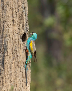 Golden-shouldered Parrot