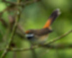 Rufous Fantail, showing its distinctive rufous plumage. Photo: Copyright © Steven Nowakowski.